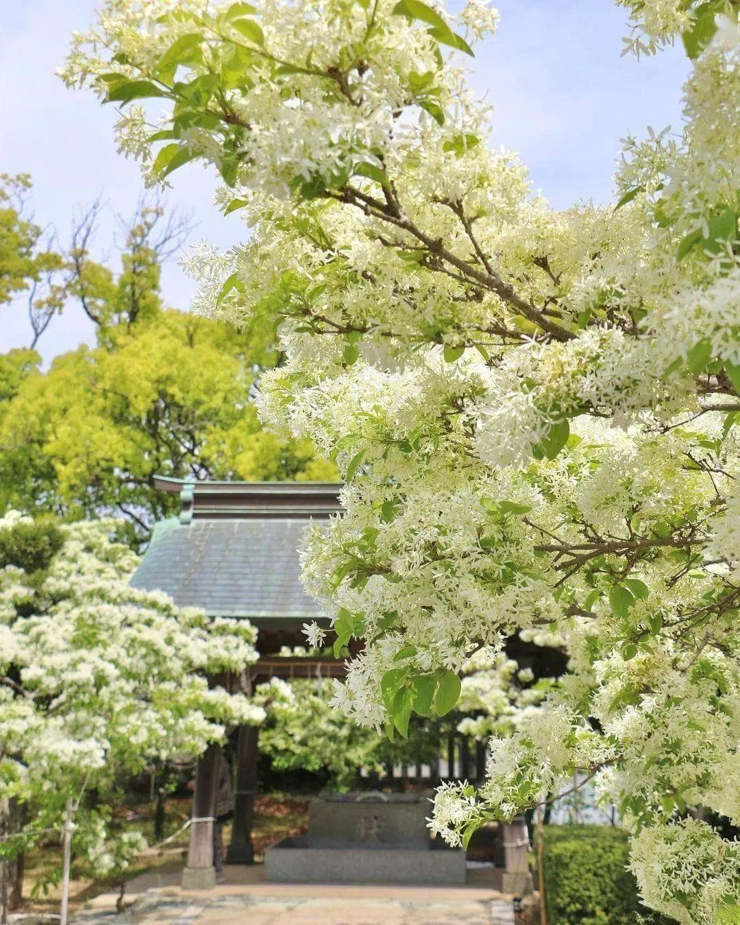 日本福冈10个必去景点及餐厅，发现历史古迹、绝美夜景和传统神社
