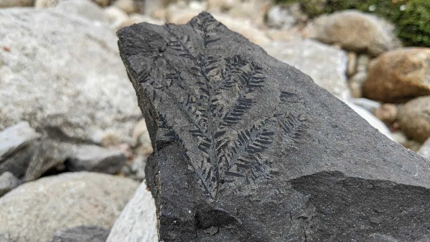 成都自然博物馆新展：揭秘4700万年前植物群