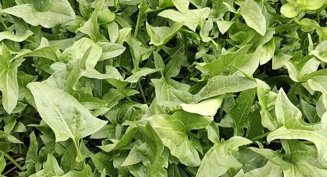 2月份早春种菜季，这份种菜顺序清单要记牢，别再稀里糊涂没菜吃
