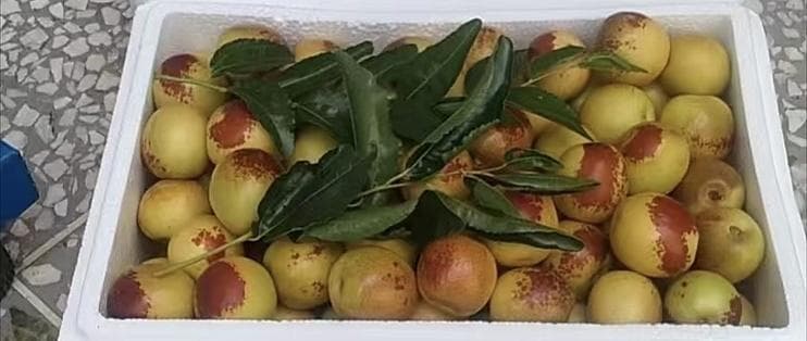 秋季甜蜜礼赞：冬枣的挑选与健康食用指南