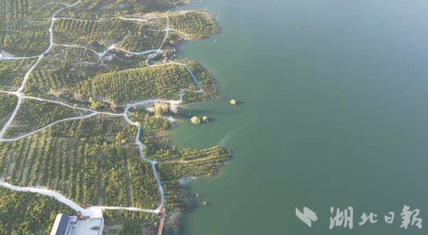 丹江口市石鼓镇：生态+产业点“绿”成“金” 石鼓林下经济助推生态富民