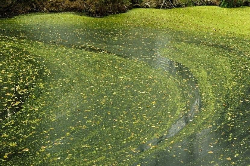 水体富营养化：原因、阶段和后果