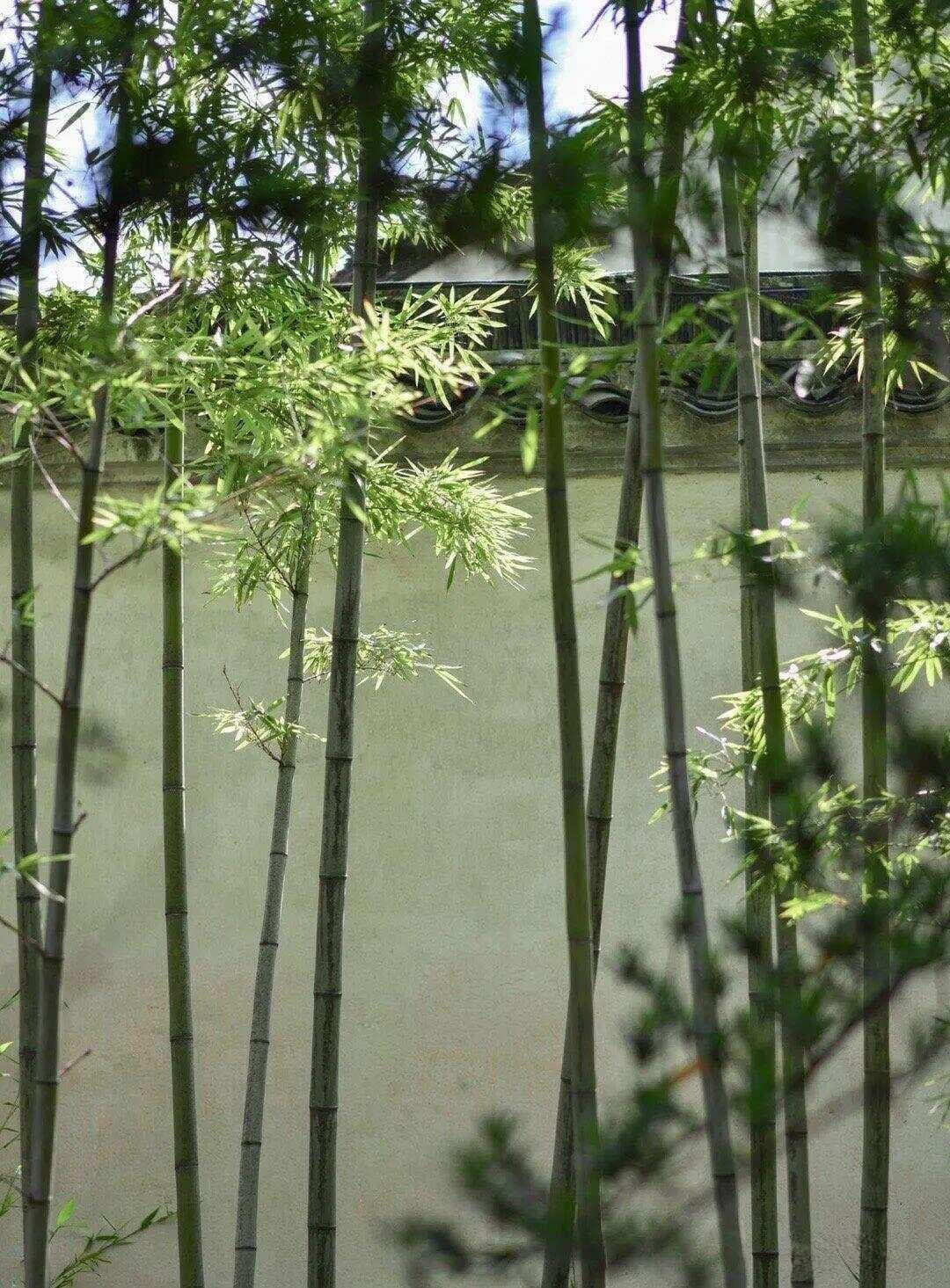 紫微斗数自学精品课：破军星深度解读