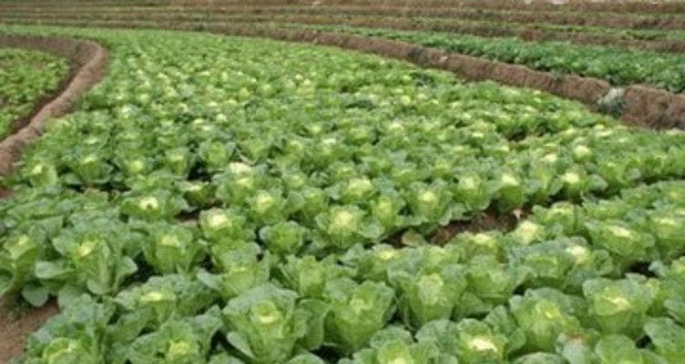 娃娃菜种植全攻略：从育苗到收获的全程指南