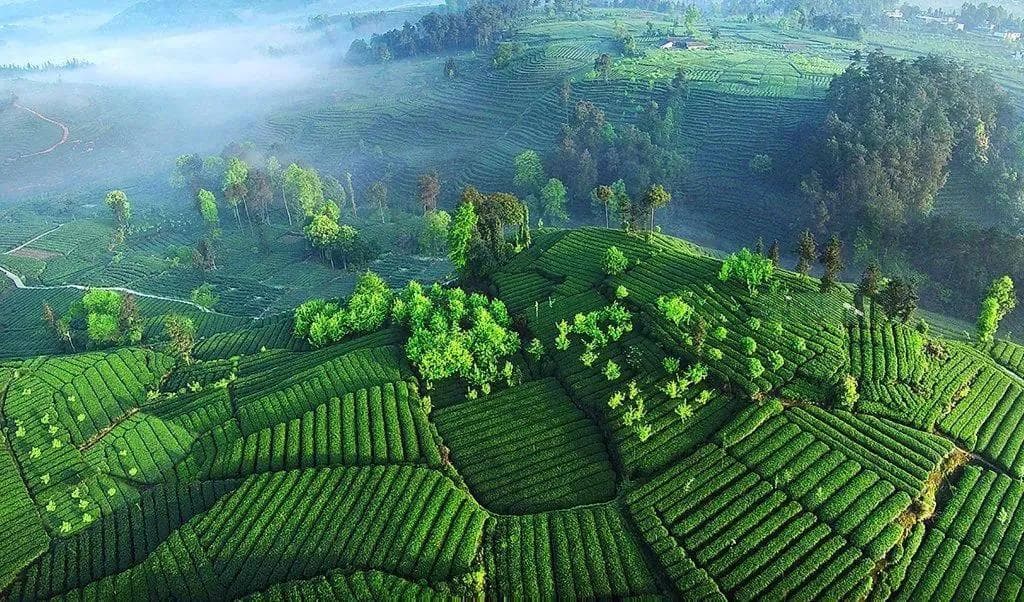 非遗四川 | 雅安名山 蒙顶茶