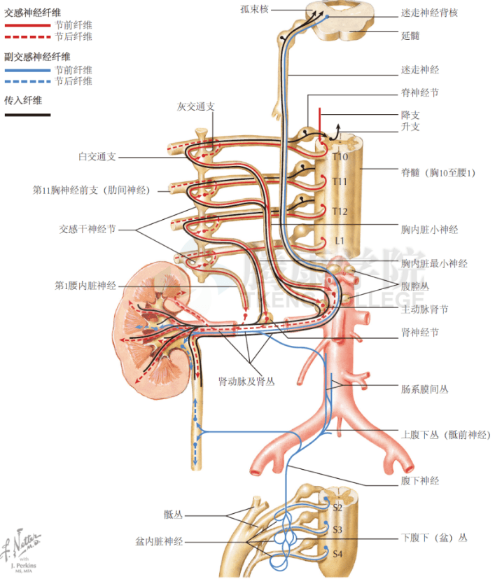 在肾动脉上起舞——肾交感神经消融术