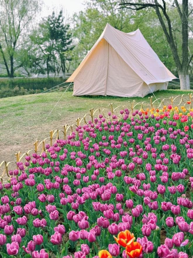 公园里低矮的花怎么拍合影？7个拍照小技巧，拍出最美花海人像