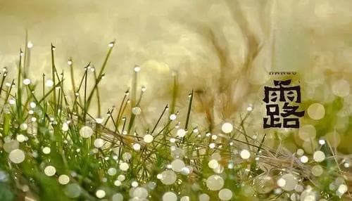 寒露节气的含义是什么 寒露节气的特点和风俗