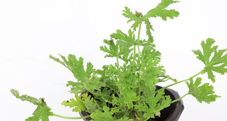 驱蚊草的品种及效果研究（哪种草驱蚊效果最好？如何选择和种植驱蚊草？）