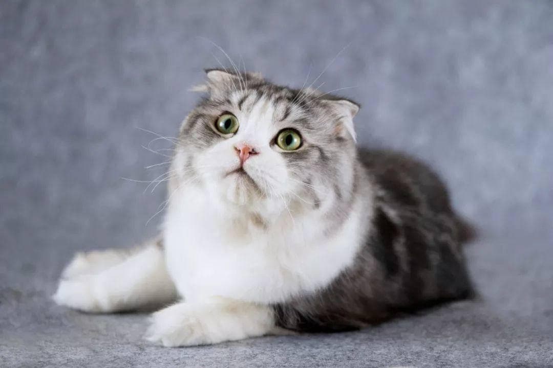 猫病毒性鼻气管炎：症状、诊断与防治指南