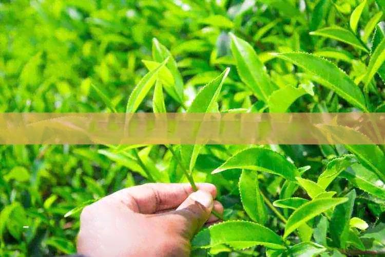 白茶和普洱茶的口感区别是什么