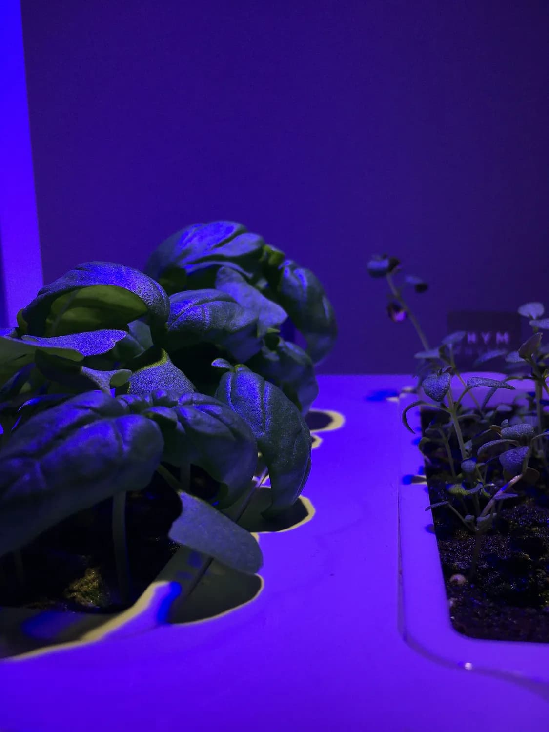 紫光灯照辣椒变蓝，专家：这是正常现象而非农药残留
