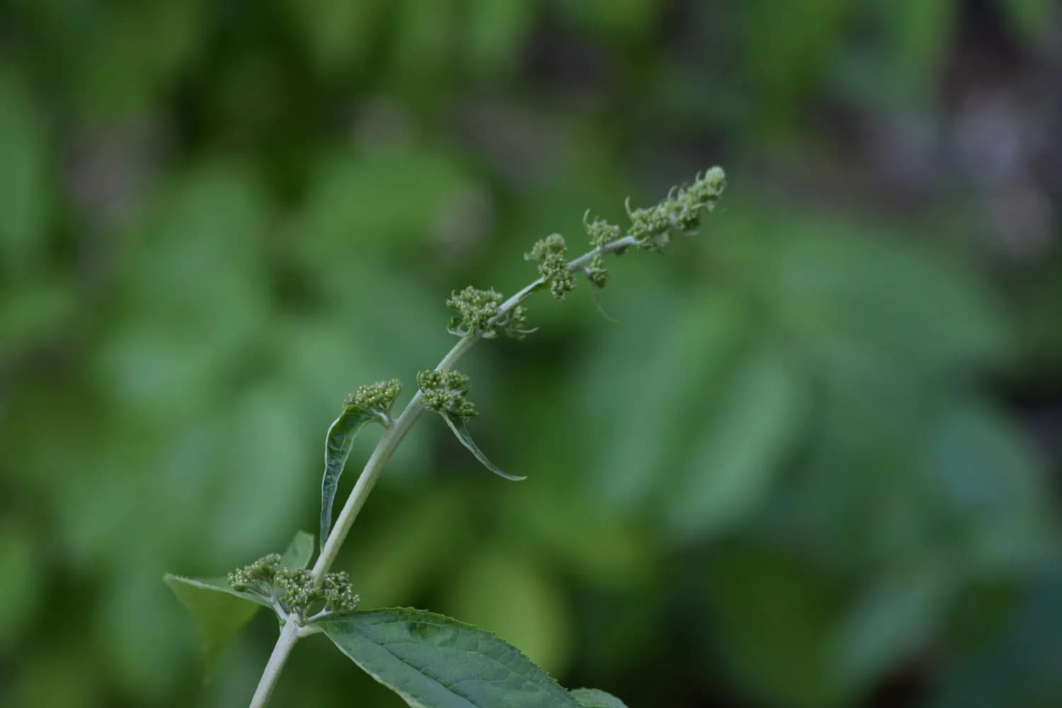 仙鹤草：养血安神片中的“补虚”利器
