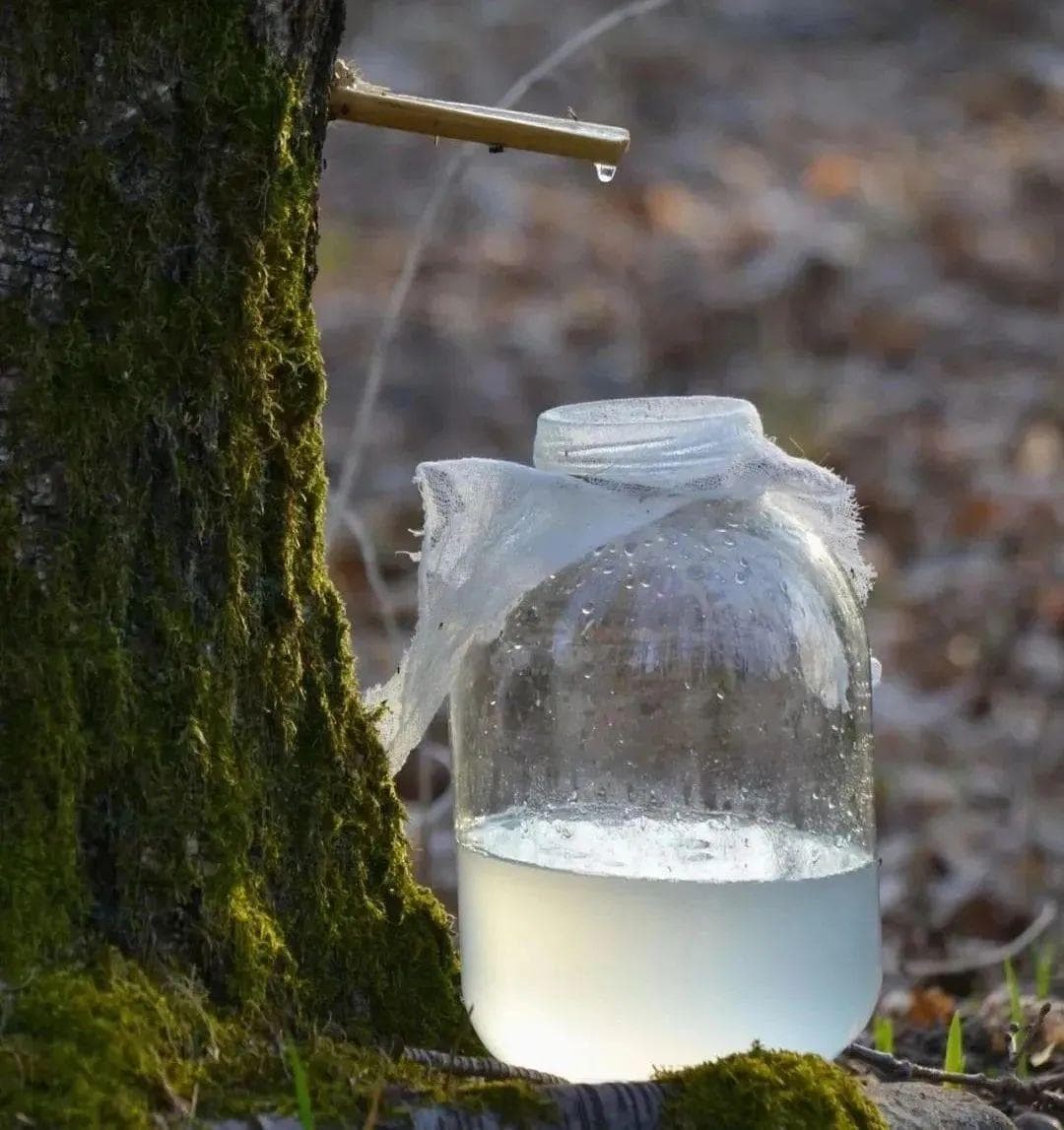 白桦树汁：蕴藏自然精华的生命之水