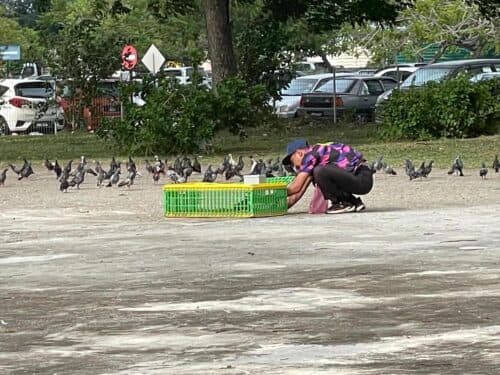电眼监视遏止民众持续投喂鸽子 槟岛市厅增至一周执法4次