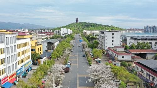 吉安市吉州区：樱花绽放 美景如画