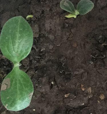 南瓜种植指南：从播种到发芽出苗的全过程详解