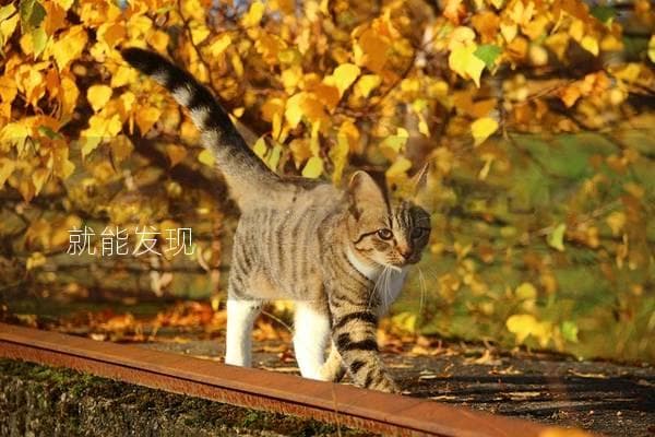 怎么知道猫咪吃饱了？观察这些细节就能发现