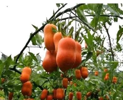 金弹子果实的功效与食用方法（了解金弹子的营养价值及吃法，享受健康美味）