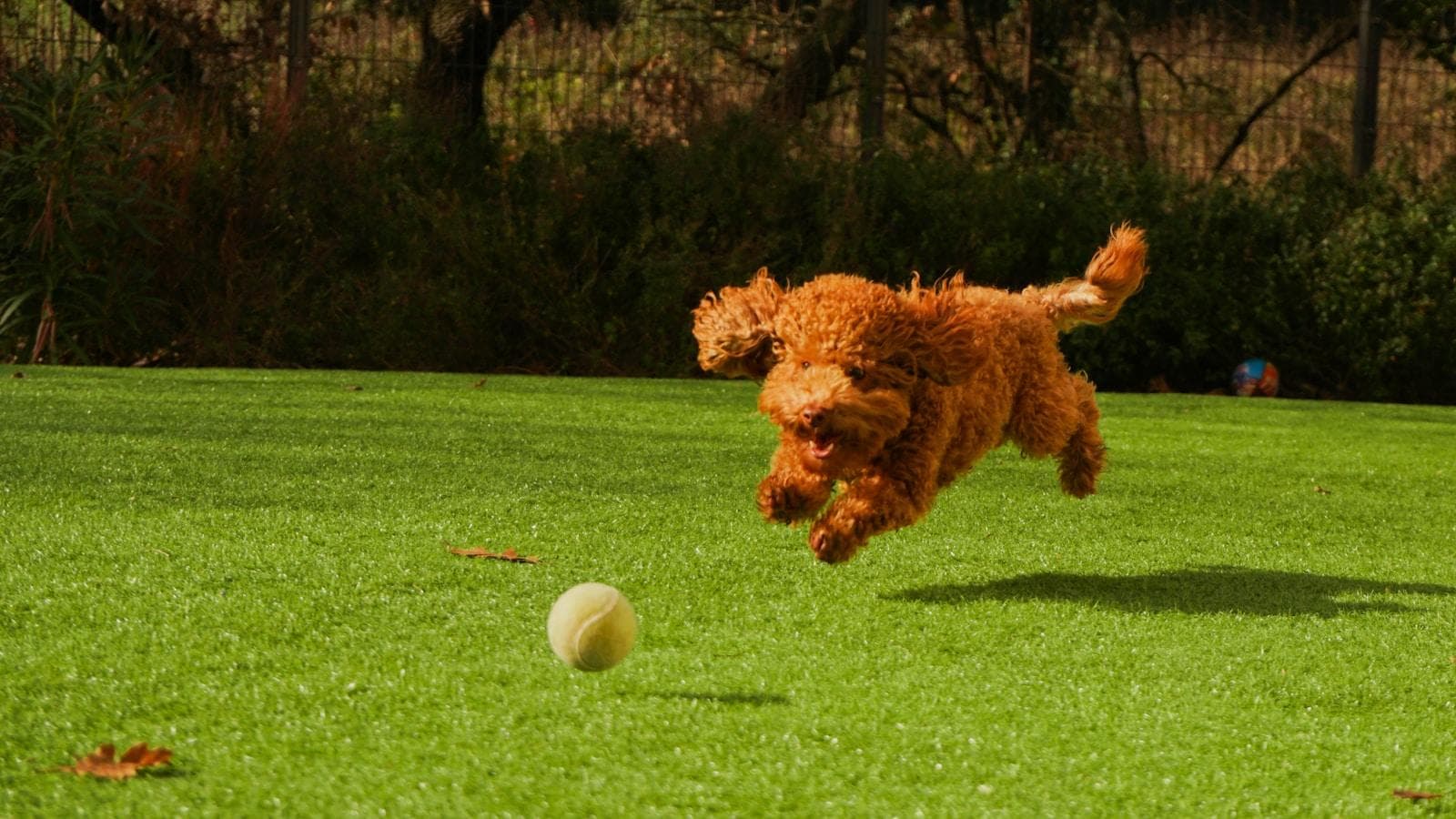 哪些小型犬比较聪明智商高