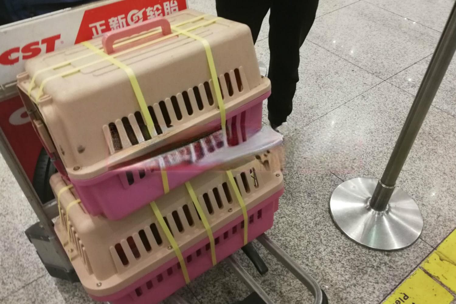 哪些航空公司可以托运宠物，哪些航班有氧气舱呢？