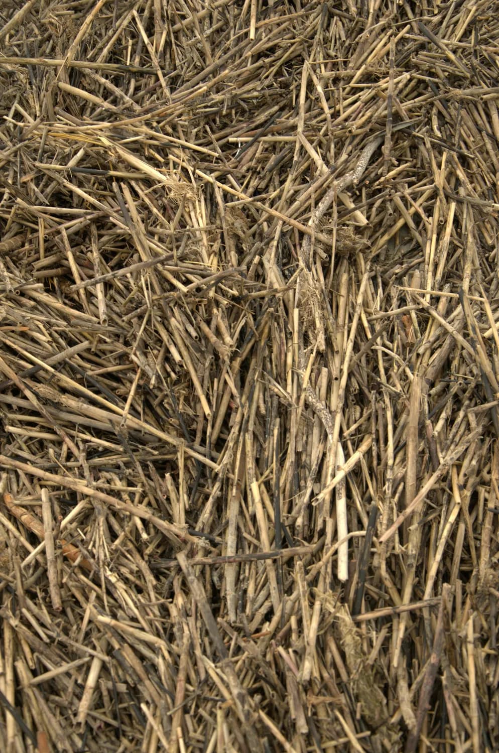 冬季养生：麻黄汤的正确使用与全面调理指南