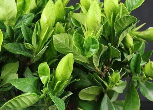 小叶栀子花期是什么时候？花期养护全攻略