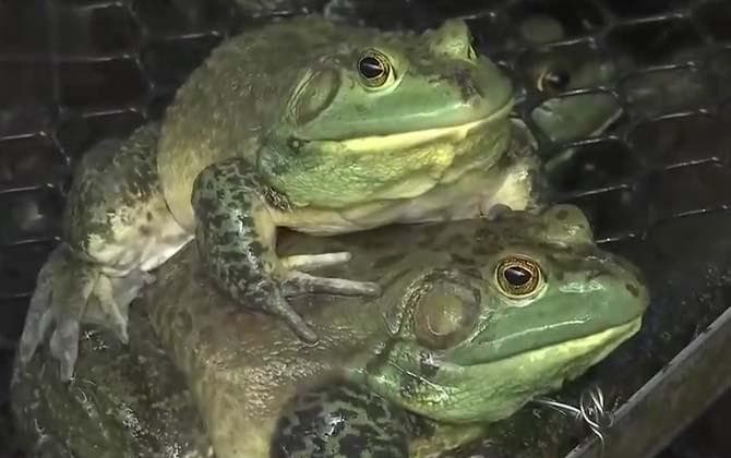 牛蛙是青蛙吗？