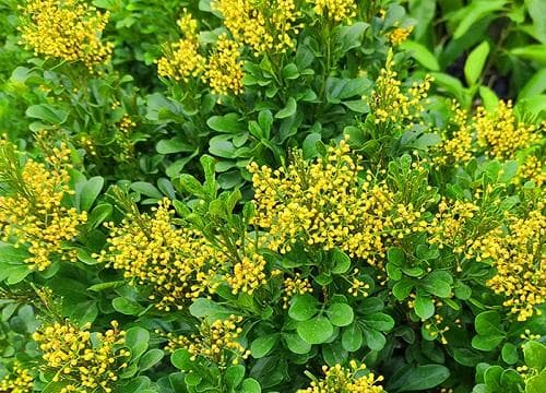 5-12月频开3-5次花，米兰花的花语与特征