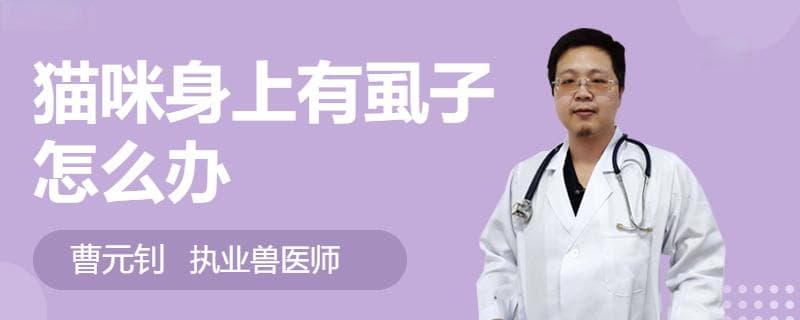 猫咪身上有虱子怎么办