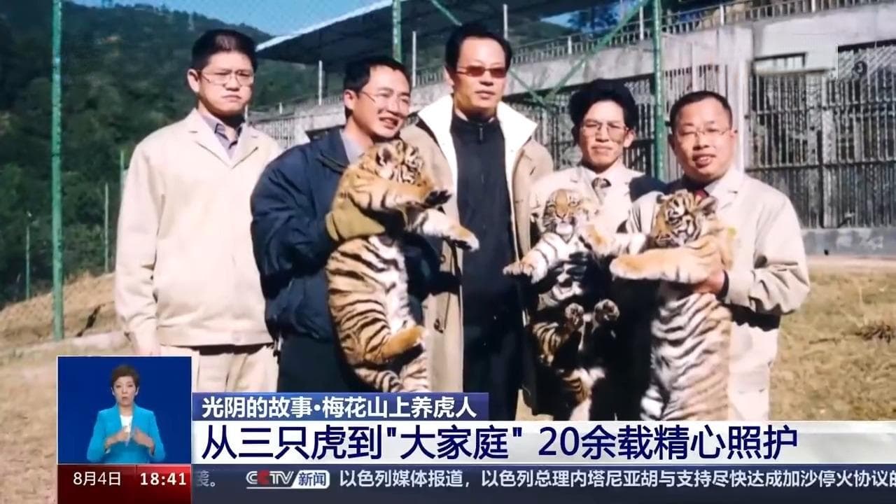 繁育成活74只！来看"奶爸奶妈"20余年养虎记