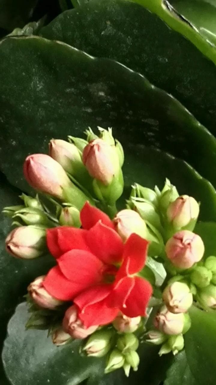 长寿花的养护你知道吗