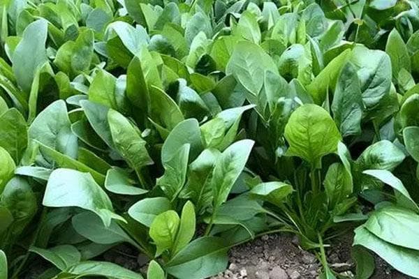 耐寒蔬菜品种排行榜前十
