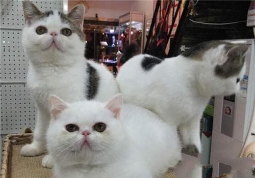 猫瘟的治疗措施