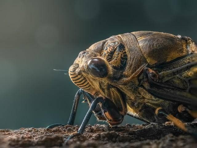 人类为何能进化成杂食动物？250万年前天灾降临，彻底改变了人类