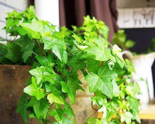 常春藤水培栽培完全指南：从入门到精通