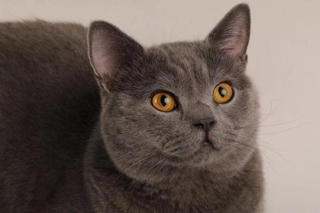 猫咪眼中的世界：色盲+近视却有超广角视野，这样看人类很有趣