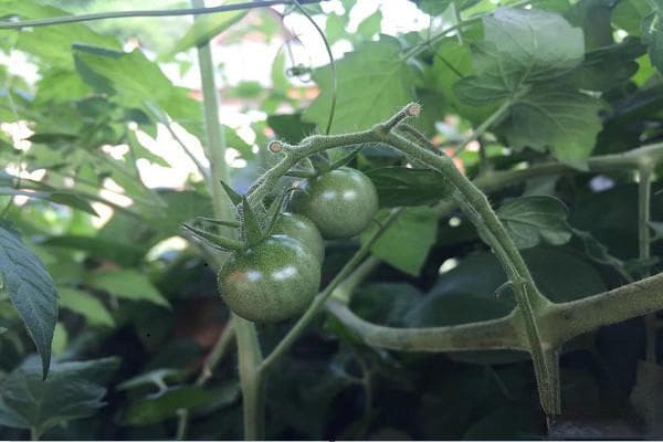 番茄种植全攻略：不同季节的种植时间和种子处理方法