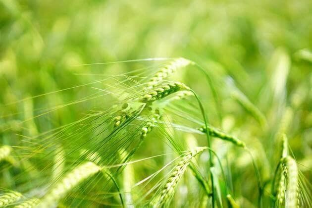 奥尼尔蓝莓种植方法