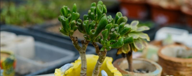 吸财树怎么养殖好