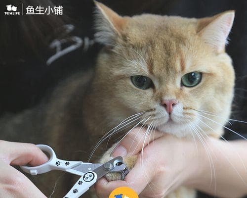 猫咪护理全攻略：从胡子到生活习惯的全方位指南