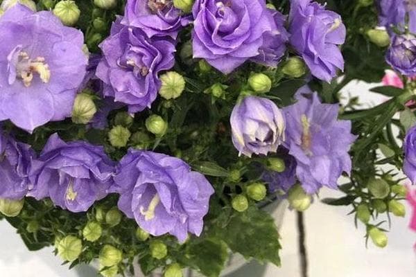 风铃花怎么养护和浇水？