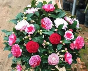 茶花树喜阴还是喜阳？如何正确养护茶花树？
