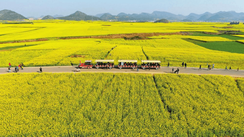 云南罗平：巧做赏花文章 发展全域旅游