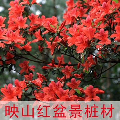 映山红花的养护指南：从土壤到浇水的全方位详解