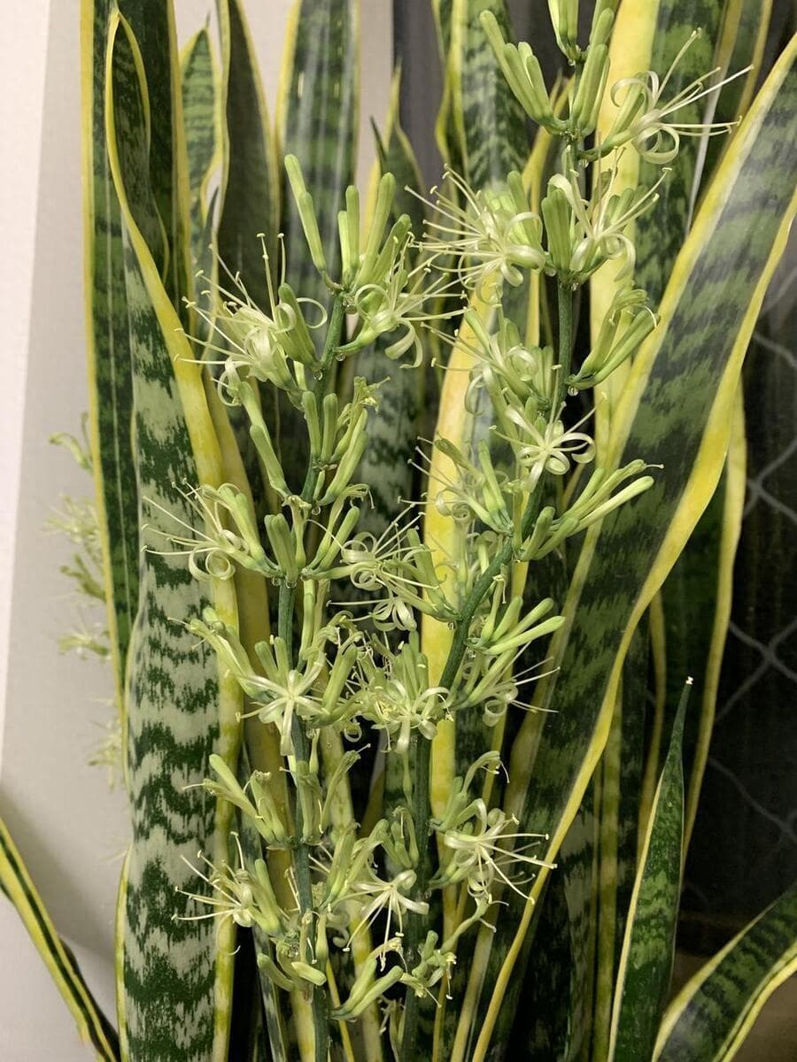 虎皮兰叶片现小飞虫？四步方案轻松防治