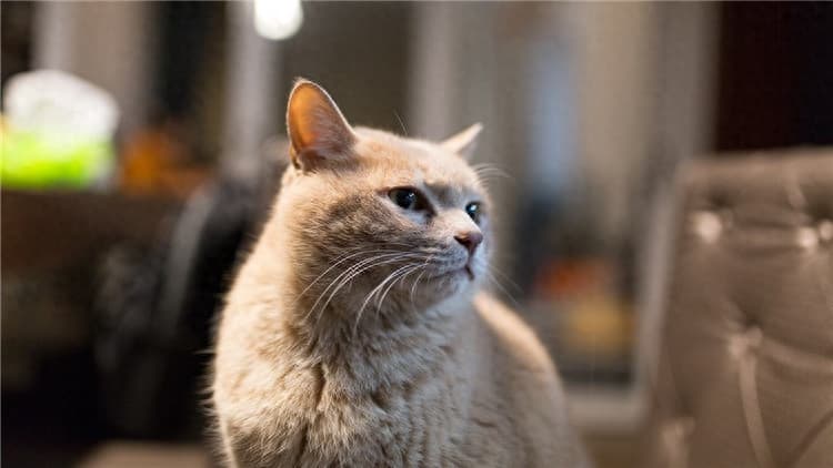 猫猫不爱喝水？十招教你为它“深层补水“
