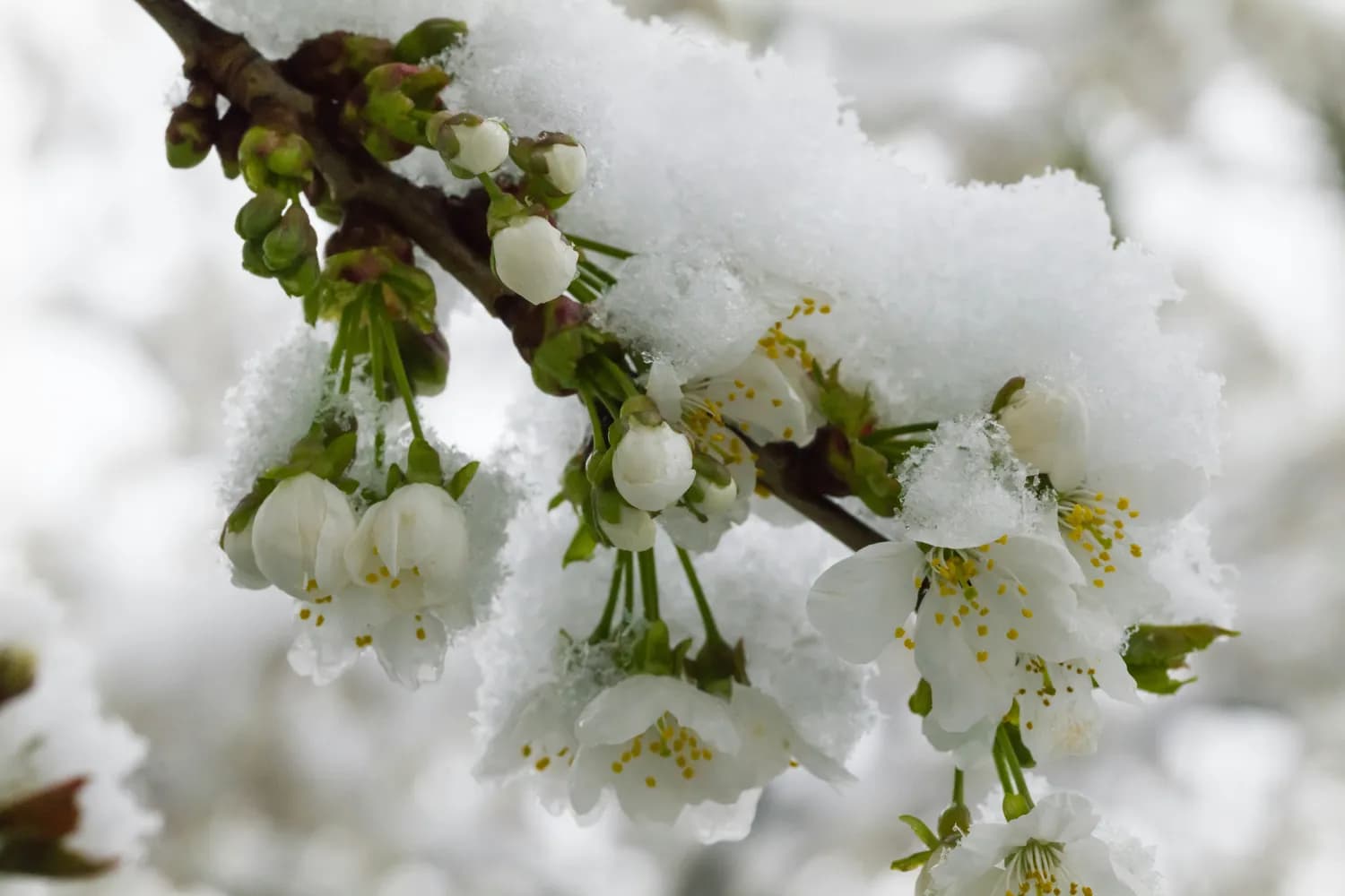 卢梅坡《雪梅》诗句英译之美