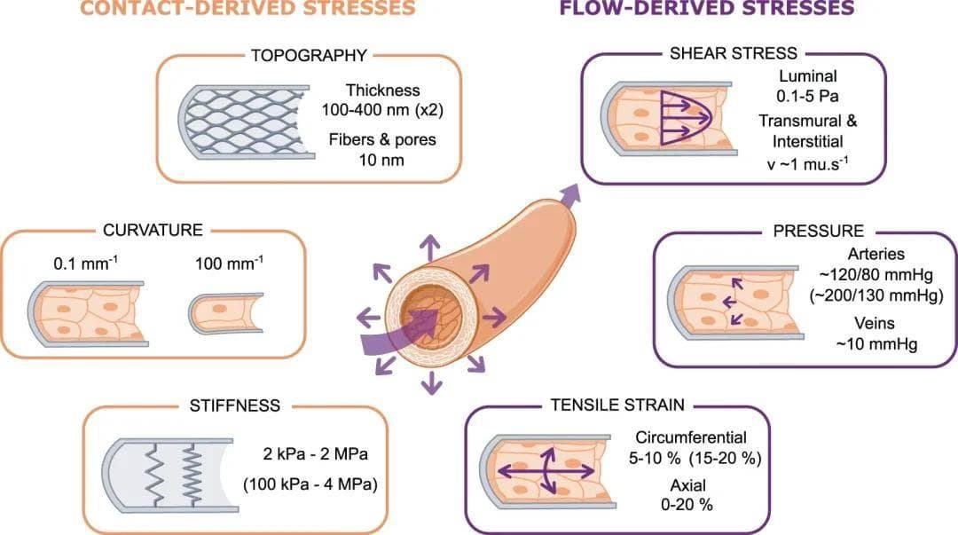 内皮细胞力学生物学中基质和流动衍生应力的整合研究