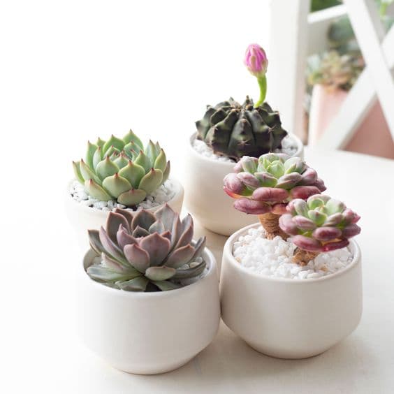 景天科植物（Echeveria）的种植与护理指南